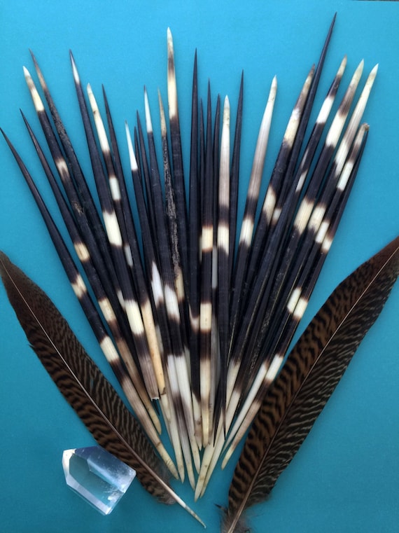 Authentic African Porcupine Quills 5 pieces Medium / Quill