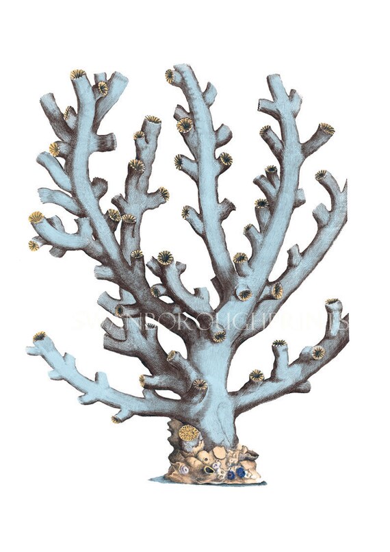 Korallen Badezimmer Print aus antiken Druck. Meer das blaue