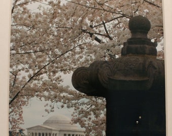 Photo: Cherry Blossom Japanese Lantern