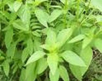 Basil Herb Plant, Lime Organic
