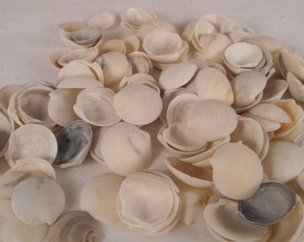 150 Elegant dosinia sea shells