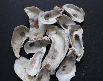 Studio Sale - Oyster Shells