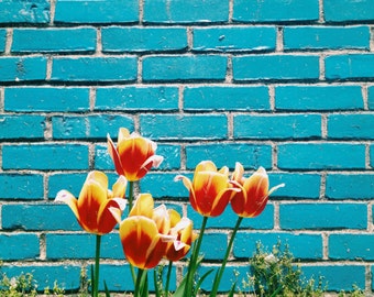 Flowers on blue wall