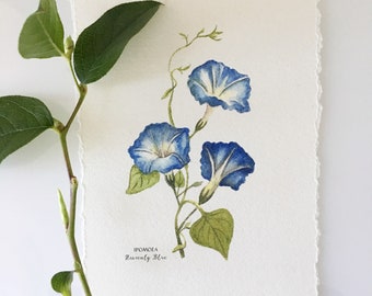 Blue Morning Glory, Heavenly Blue. Botanical painting of 3 blue morning glories.