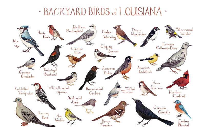 Louisiana Backyard Birds Field Guide Art Print / Watercolor