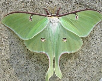 Un verdadero verde Actias polilla de Luna Lunesta polilla USA