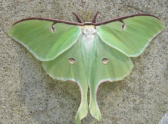 One Real Green Actias Luna Moth Lunesta Moth USA