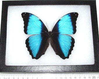 Real framed butterfly blue morpho deidamia Peru
