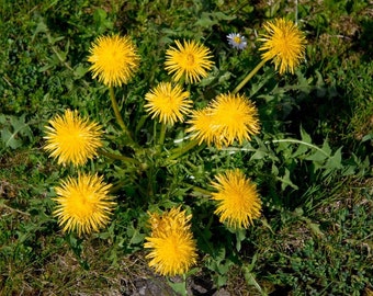 Dandelion - Edible Detoxifying Herb - Salad Greens - 25 Organic Seeds