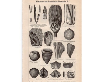 1894 FOSSIL formation & plant anatomy print original antique botanical lithograph