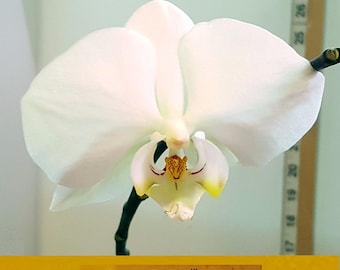 Bin Phalaenopsis Taisuko Day 'april' X... 3 1/4'' Pot S590 # 255741