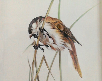 Bird illustration - 'Tit'