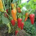 Pepper Single seed pack