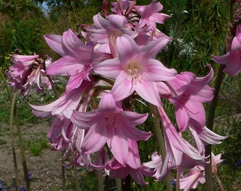 Amaryllis belladonna (Naked Ladies) 3 bulbs 1AMBE
