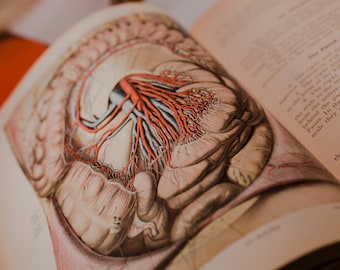 1930, Atlas of Human Anatomy by Dr. Johannes Sobotta. Corrected edition. Two books, volumes I and III.