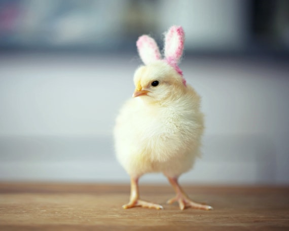 Image result for chick wearing bunny ears...........