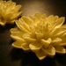 AUSTRALIAN MADE FONDANT MOld Co. Chrysanthemum with Curved Petal.Silicon for use with Fondant, SugarCraft, Elegant Cake Decorating
