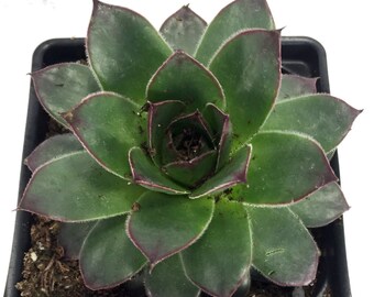Tectorum Hens & Chicks - Sempervivum - Very Hardy - 4" Pot