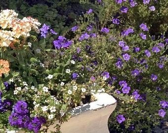 Fine Art Photography-Garden Flowers