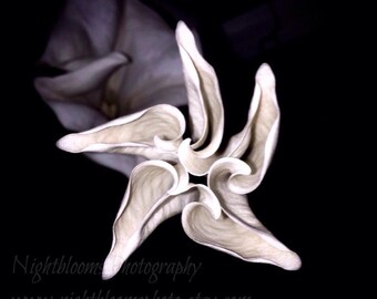 Phases of the Moonflower
