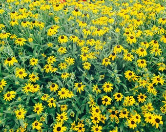 Black Eyed Susans Print