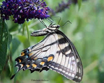 Swallowtail Butterfly