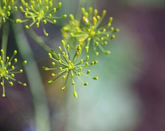 fresh green art chartreuse wall art 5x7 nature inspired wall art chartreuse nature photo pantone greenery abstract nature art dill photo