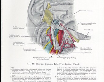 Auditory Tube & Temporal Bone at Birth on the Reverse Side of the Page from Grant's Human Anatomy Atlas to Frame and for Paper Arts PSS 3139