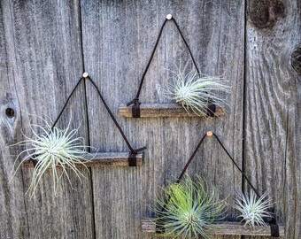 Set of Three Hanging Wood & Suede Air Plant Holders In Dark Brown with Four or Six Air Plants (Copper Nails Included) - Best Seller!