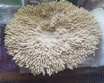 Vintage Table Top Shelf Coral Coastal Accents Mantle Beach Living Decor Display Fossil Authentic Rock Clump Cluster Natural Aquarium Antique