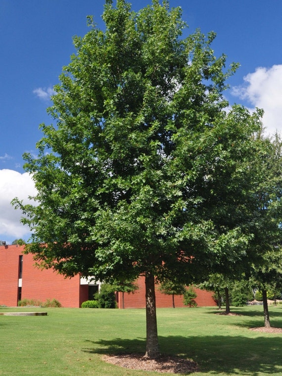 Nuttall Oak Tree Quercus nuttallii 1 Gallon Potted Plant