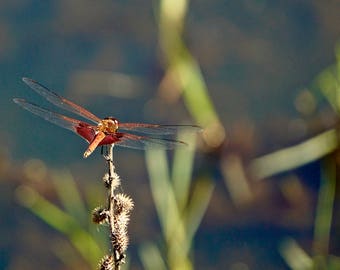 Dragonfly by the Pond, Alabama Photography Print