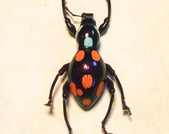 WEEVIL MANIA! Real beetle framed - Pachyrrhynchus roseomaculatus