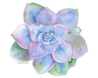 Blue Succulent Watercolor - 20 x 16 - Large Fine Art Print - Watercolor Painting