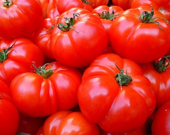 Homestead 24 'Heirloom tomato -- 15+ seeds