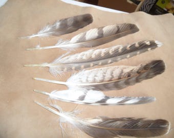 2 feathers native eyac "style Hawk", pow wow.