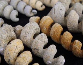 Multipack 1,5"-3" Fossil Turritella Muschel Gussteile Sandstein