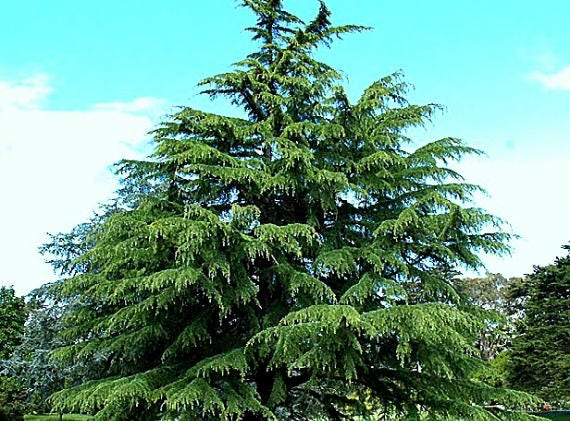 Deodar Cedar 10 fresh seeds Cedrus deodara majestic