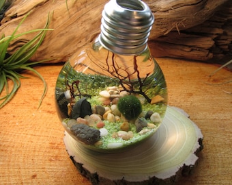 Marimo Terrarium - Reclaimed Light Bulb with Living Moss Ball - Underwater Terrarium