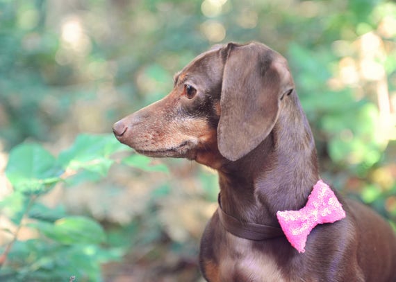 Dog Bow || Dog Bow Tie Bowtie || Cat Neck Tie || Bowtie for Kitty || Pet Bow Tie || Cat Costume