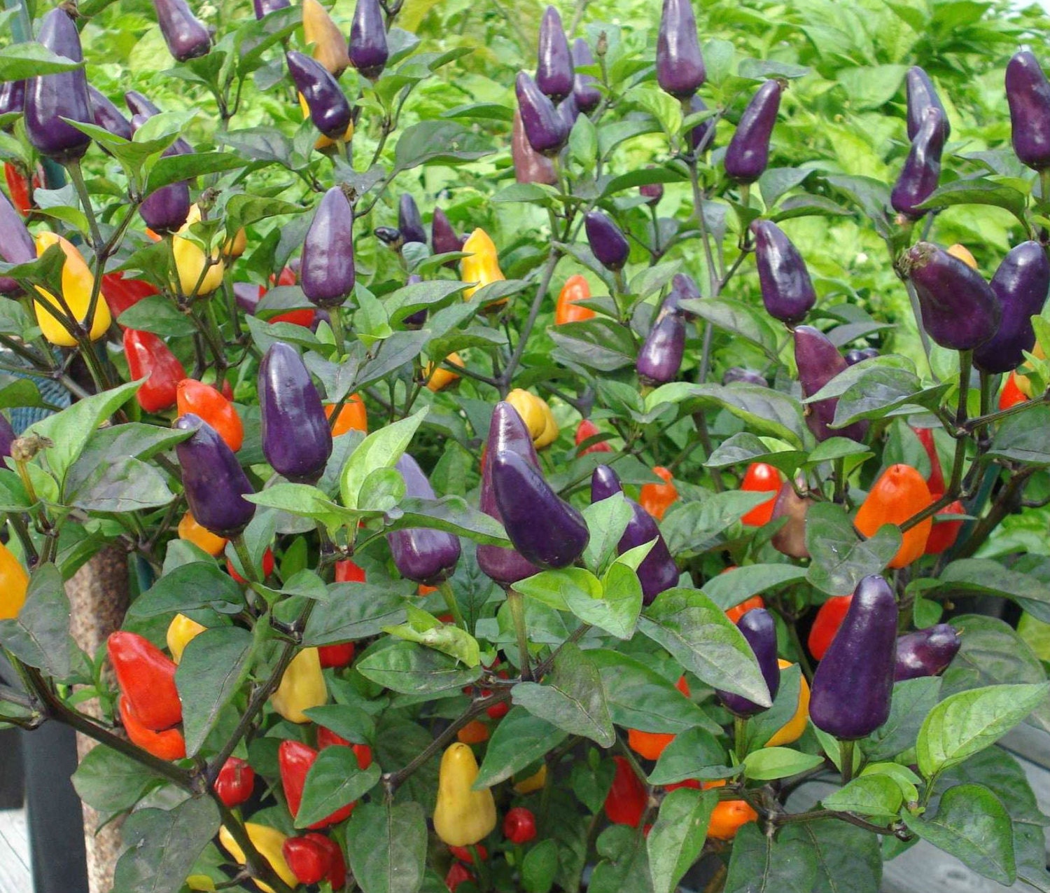 Organic Heirloom 700 Seeds Purple Prince Chilli Pepper