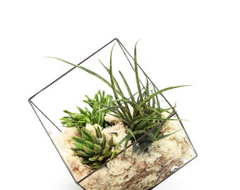 Super Size Aztec Cube Terrarium