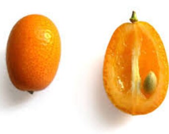 Kumquat Seeds - Nagami (15 ct) - FREE Shipping!
