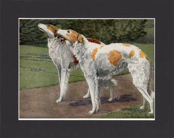 Russian Wolfhound Print 1919 Borzoi Dog Print by Louis Agassiz Fuertes Vintage Painting Print Mounted Borzoi Print Russian Wolf Hound
