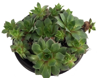 Green Rose Hens & Chicks - Semperviven - Indoors or Out - 4" Pot