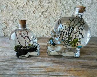 Marimo and Christmas Moss Terrarium - Live Aquatic Plants - Clear Skull - Custom