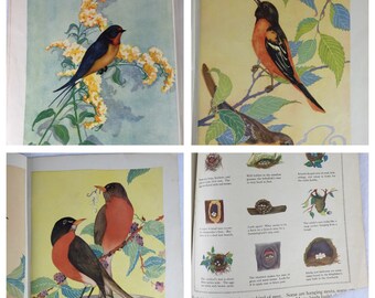 Vintage 1943 Addition of Oversized Book of "Birds" illustrations by Fern Bisel Peat