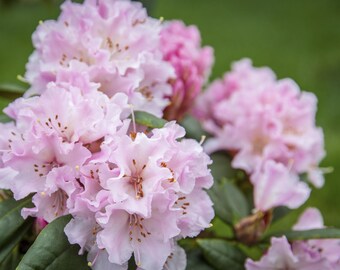 20 Rhododendron Adenopodium Seeds.