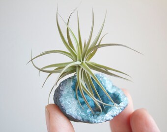 Aqua Aura Geode Air Plant Crystal Garden, Tiny Size, Little Something Under 15, Gift Box Included
