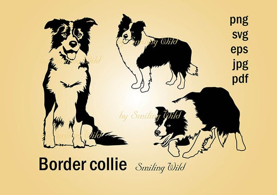 Download border collie png art printable working bordercollie ...
